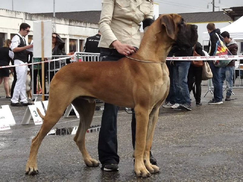 CH. Hunter Des Terres De La Rairie