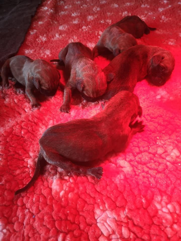 d'Héracléopolis - des bébés pour Libertine et Nilmour.